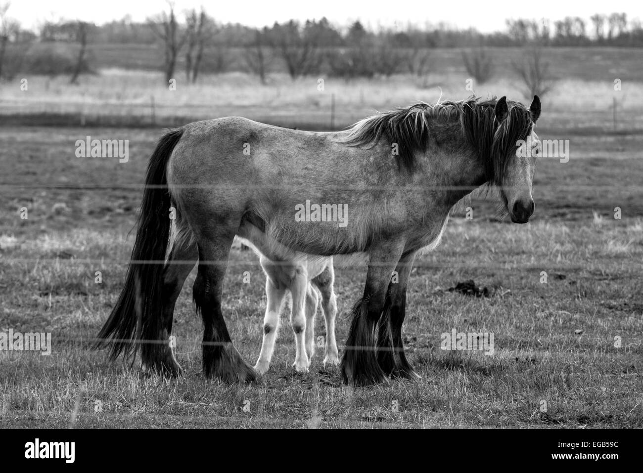 Frühlingszeit Stockfoto