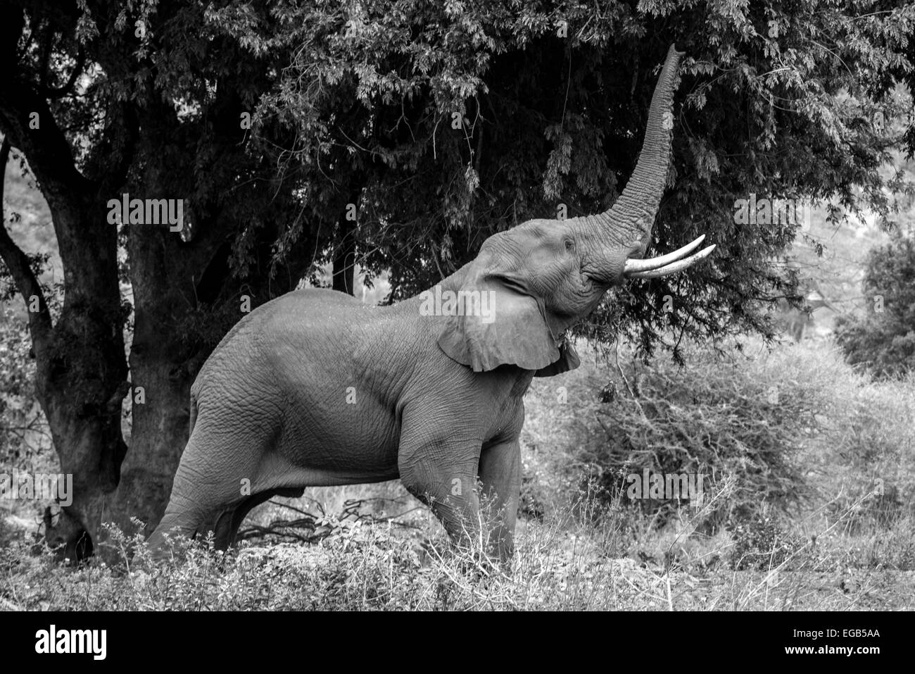 Ein Elefant greift die gute Blätter im oberen Teil des Baumes. Stockfoto