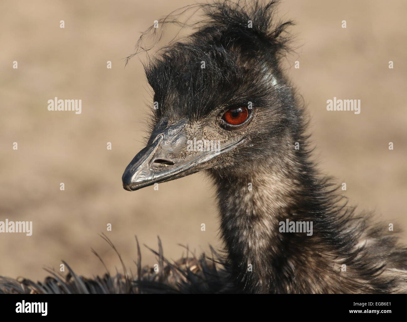 Detaillierte Nahaufnahme des Kopfes von einem Reifen australischen Emu (Dromaius Novaehollandiae) Stockfoto