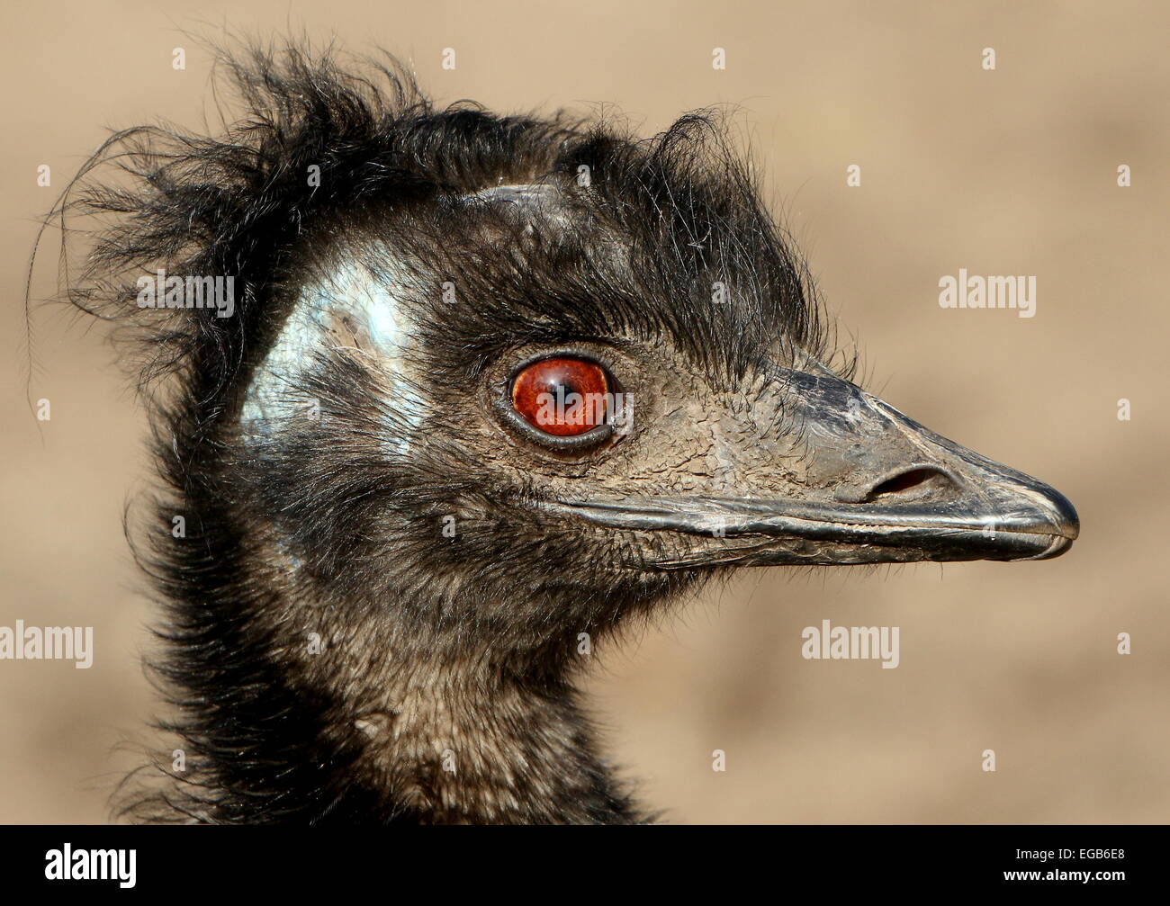 Detaillierte Nahaufnahme des Kopfes ein Reifen australischen Emu (Dromaius Novaehollandiae), im Profil gesehen Stockfoto