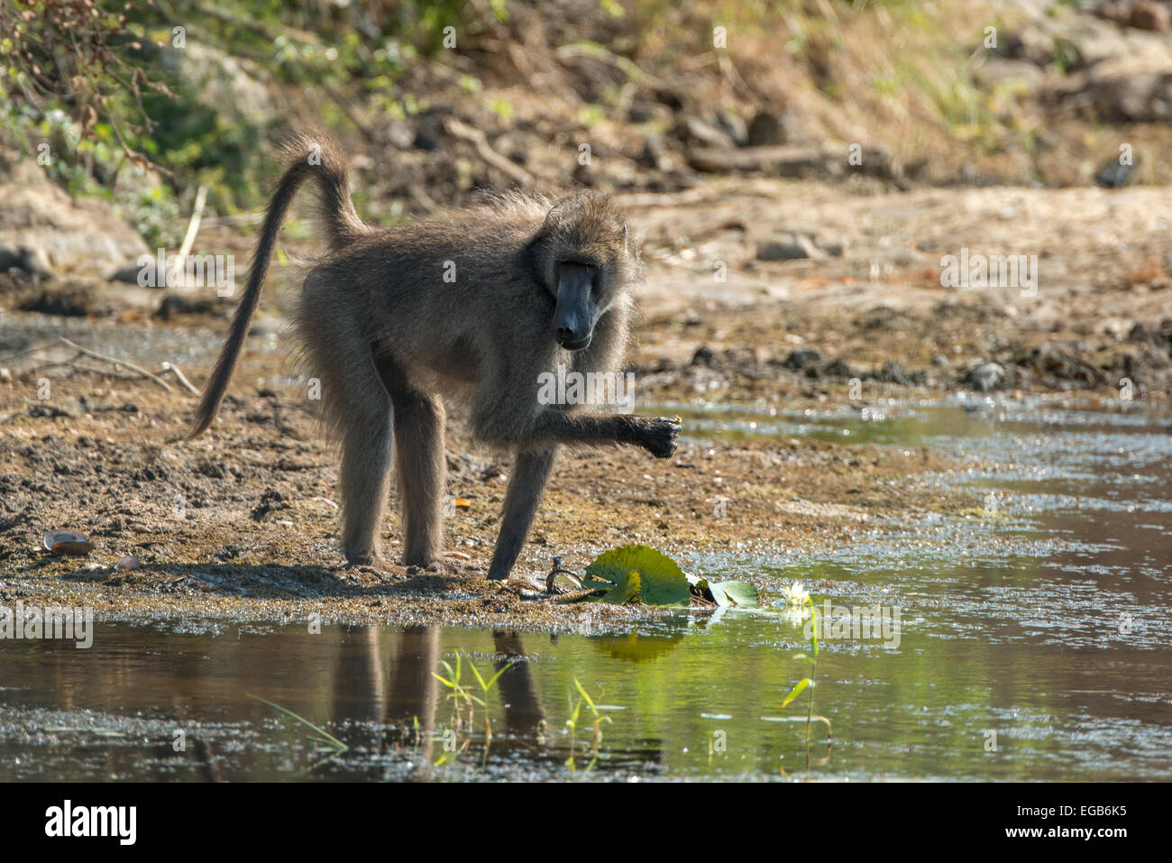 Ein Pavian versucht, Essen am Wasser zu finden. Stockfoto