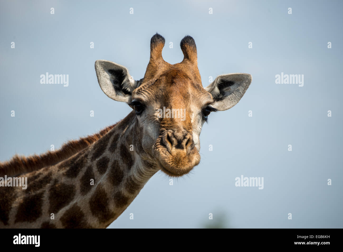 Eine Giraffe mit einem feinen Lächeln auf sein dummes Gesicht. Stockfoto