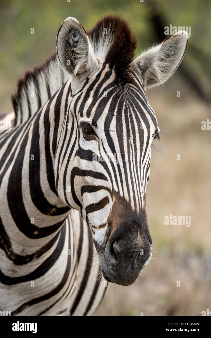 Zebra-Profil Stockfoto