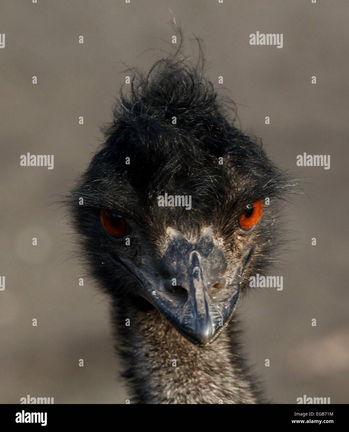 Detaillierte Nahaufnahme des Kopfes ein Reifen australischen Emu (Dromaius Novaehollandiae) Blick direkt in die Linse Stockfoto