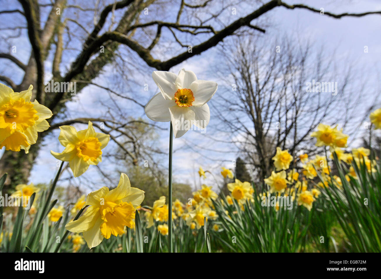 goldenen Narzissen (und einem einsamen weißen) im Frühjahr Licht Stockfoto