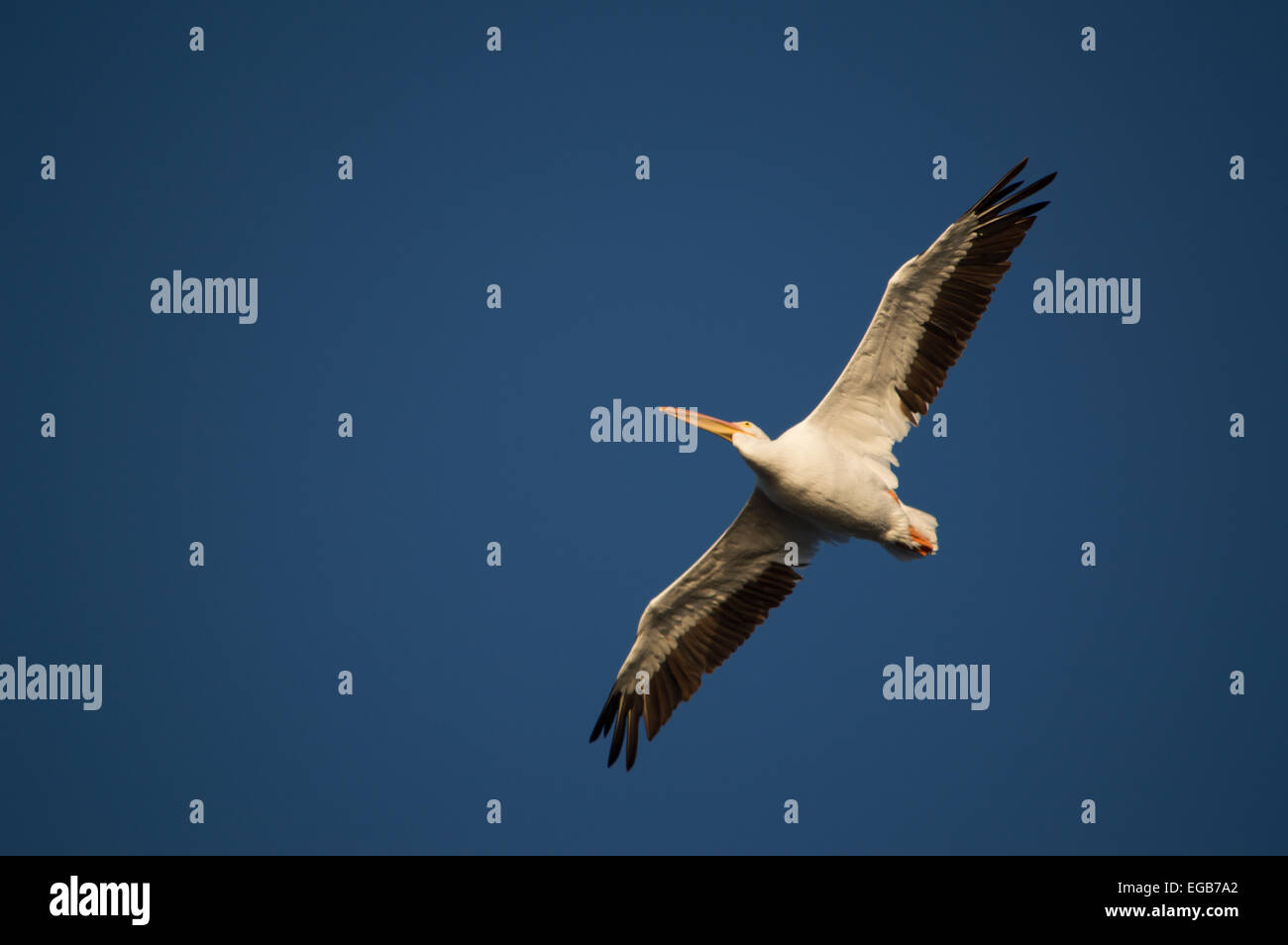 Ein Pelikan fliegen. Stockfoto