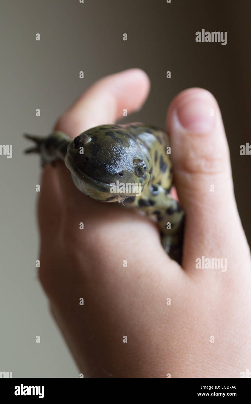 Ein kleiner Salamander lächelt die Welt. Stockfoto