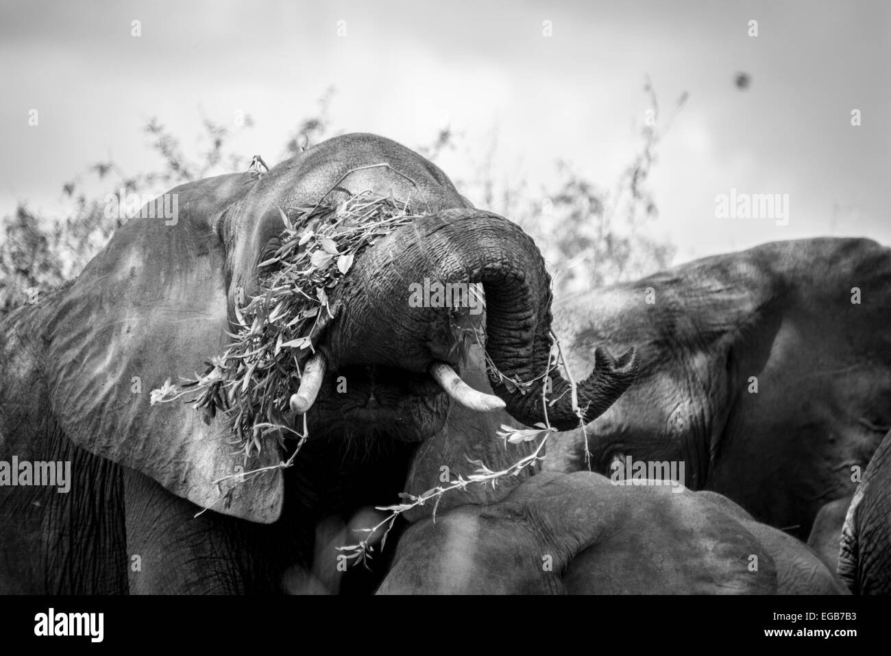 Ein junger Elefant mit seinem Essen spielen. Stockfoto