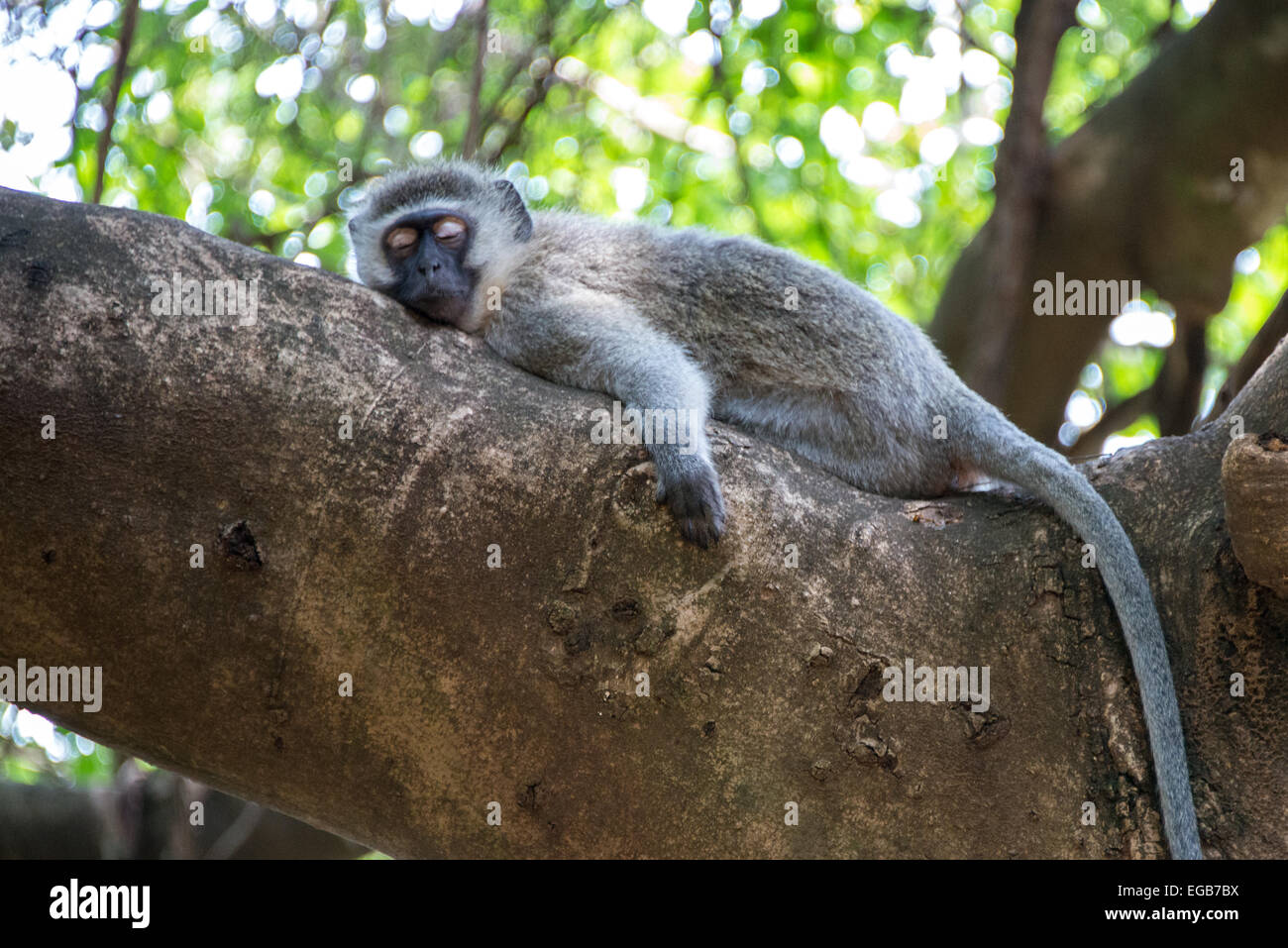 Verschlafene Affe Stockfoto