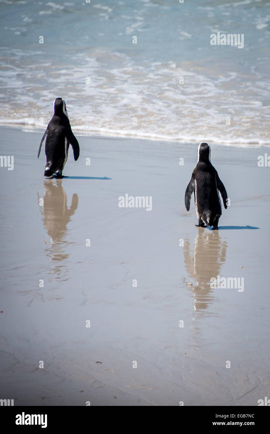Ein paar Pinguine zu Fuß zum Ufer. Stockfoto