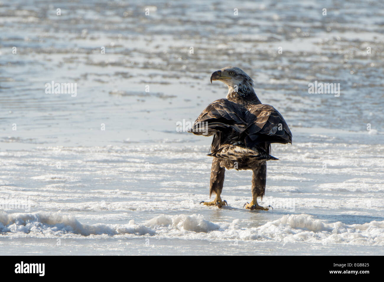 Ein junger Weißkopfseeadler wartet auf dem Eis für die Migration Enten. Stockfoto