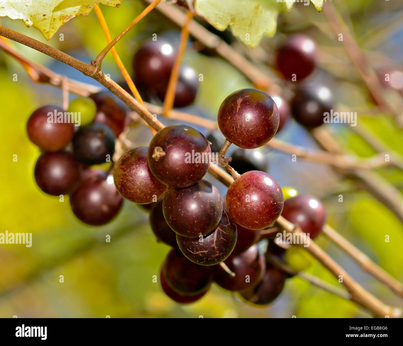 Eine Gruppe von wilden Trauben an einer Rebe. Stockfoto