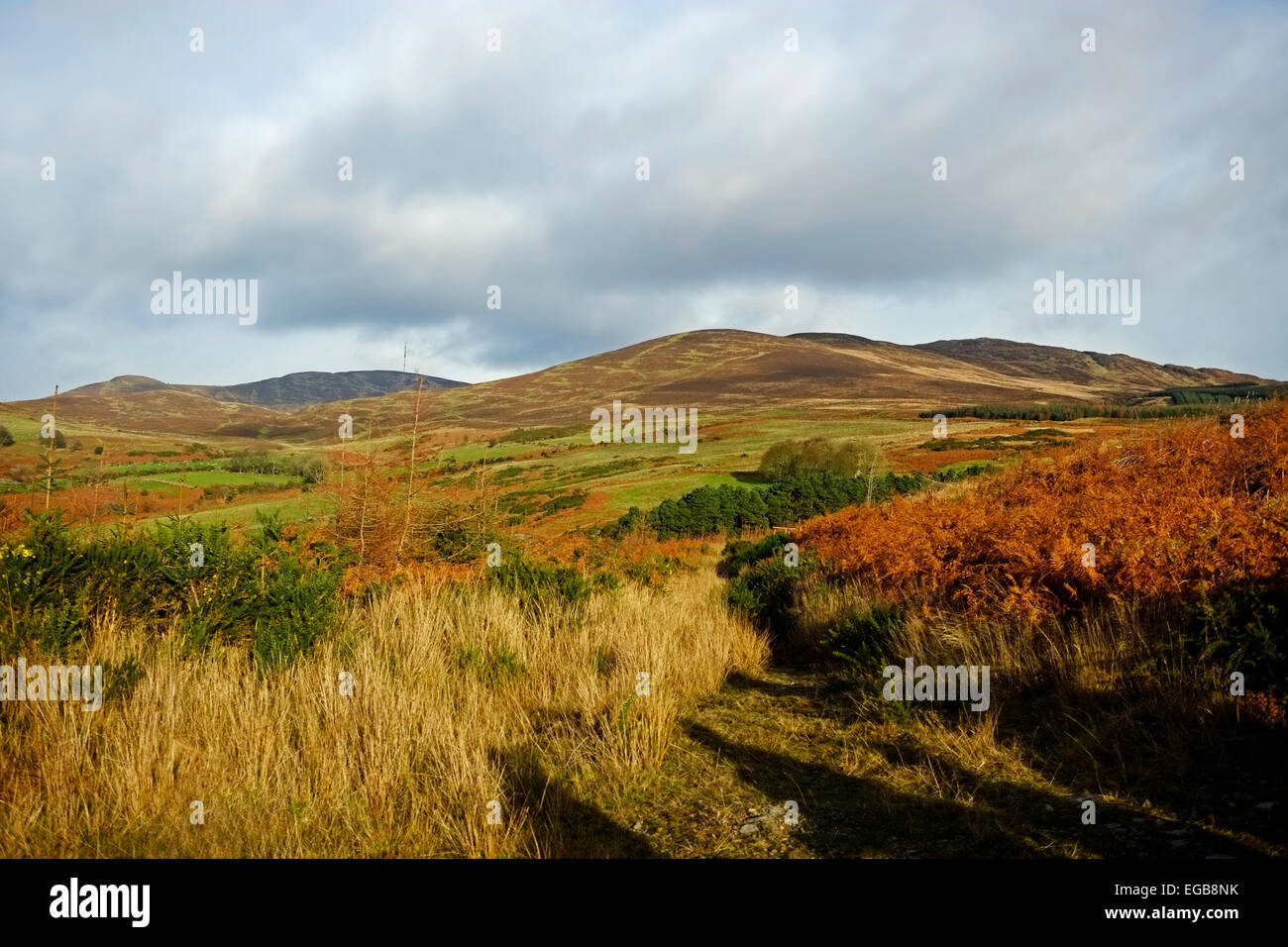 Cooley Mountains Carlingford co. Louth, Irland Stockfoto