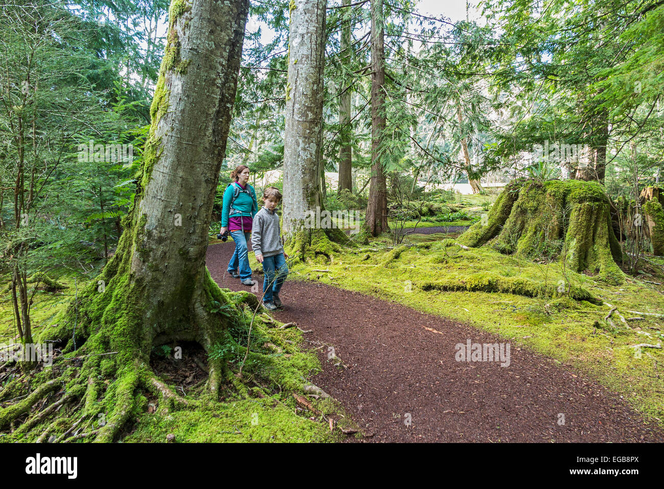 Friedlichen Weg durch Moos bedeckt Bäume in Bloedel Reserve. Stockfoto