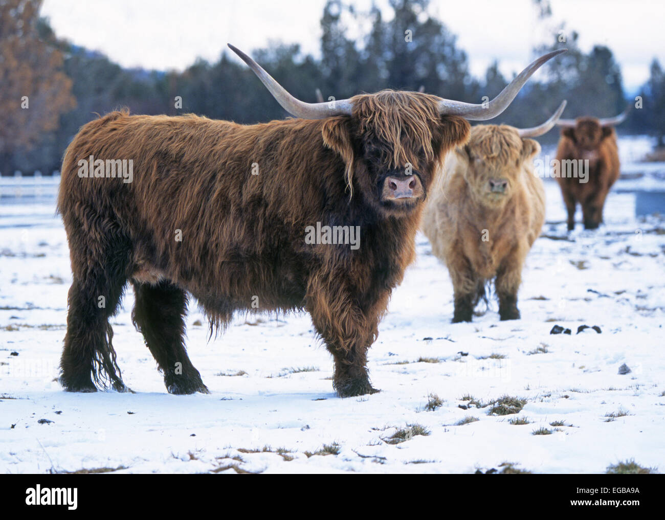 Eine kleine Herde der Schottischen Hochlandrinder in einem schneebedeckten Feld. Stockfoto