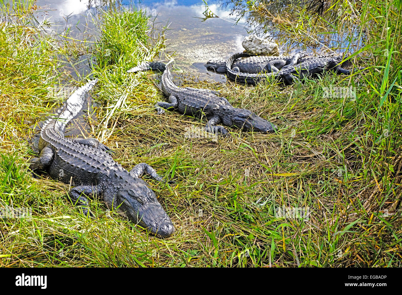 Amerikanischen Alligatoren (Alligator Mississippiensis) an der