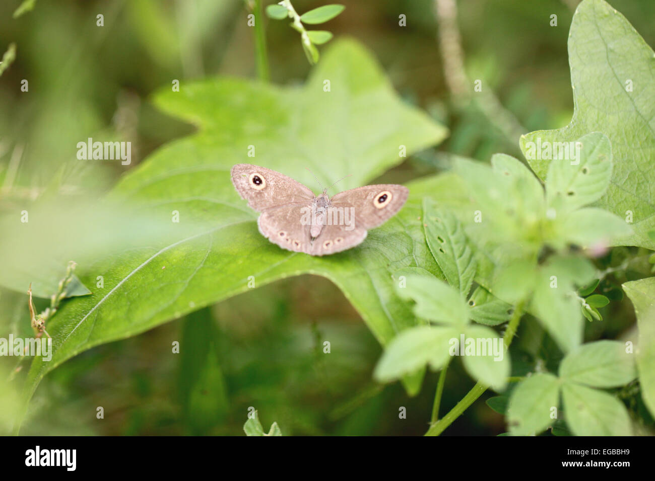 Brauner Schmetterling auf grünen Blättern im Garten. Stockfoto