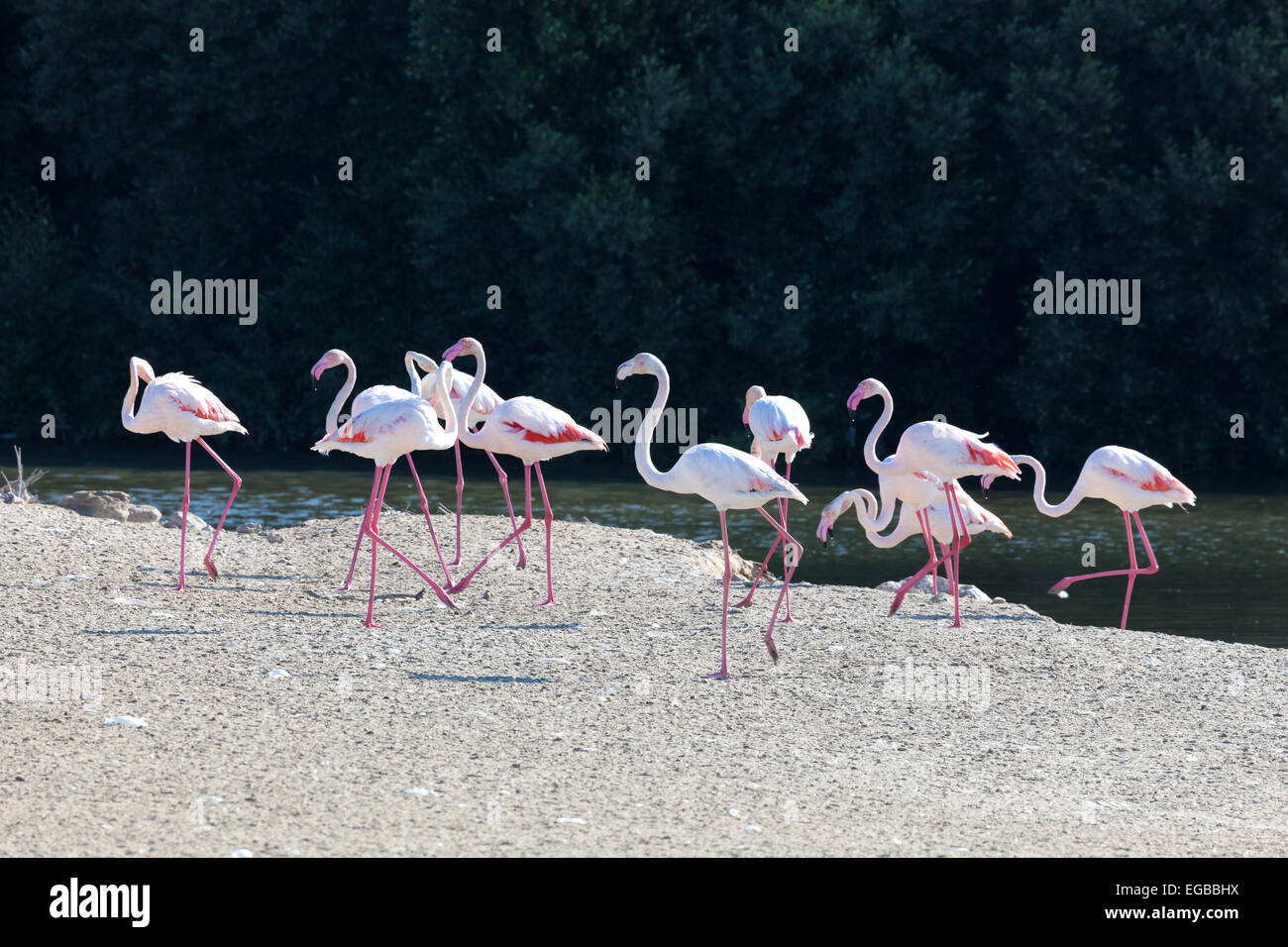 Größere Flamingos in Ras al Khor Wildlife Sanctuary in Dubai, Vereinigte Arabische Emirate Stockfoto