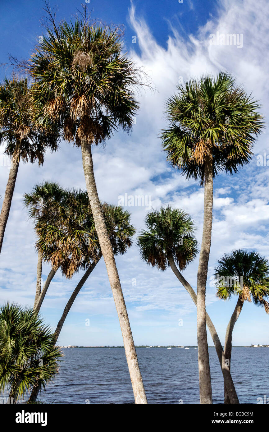 Jensen Beach Florida, Indian River Lagoon, Kohl sabal Palmen, Wasser, FL150118053 Stockfoto