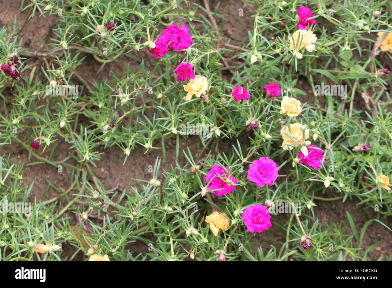 Rosa Blüten im Garten für natürlichen Hintergrund. Stockfoto