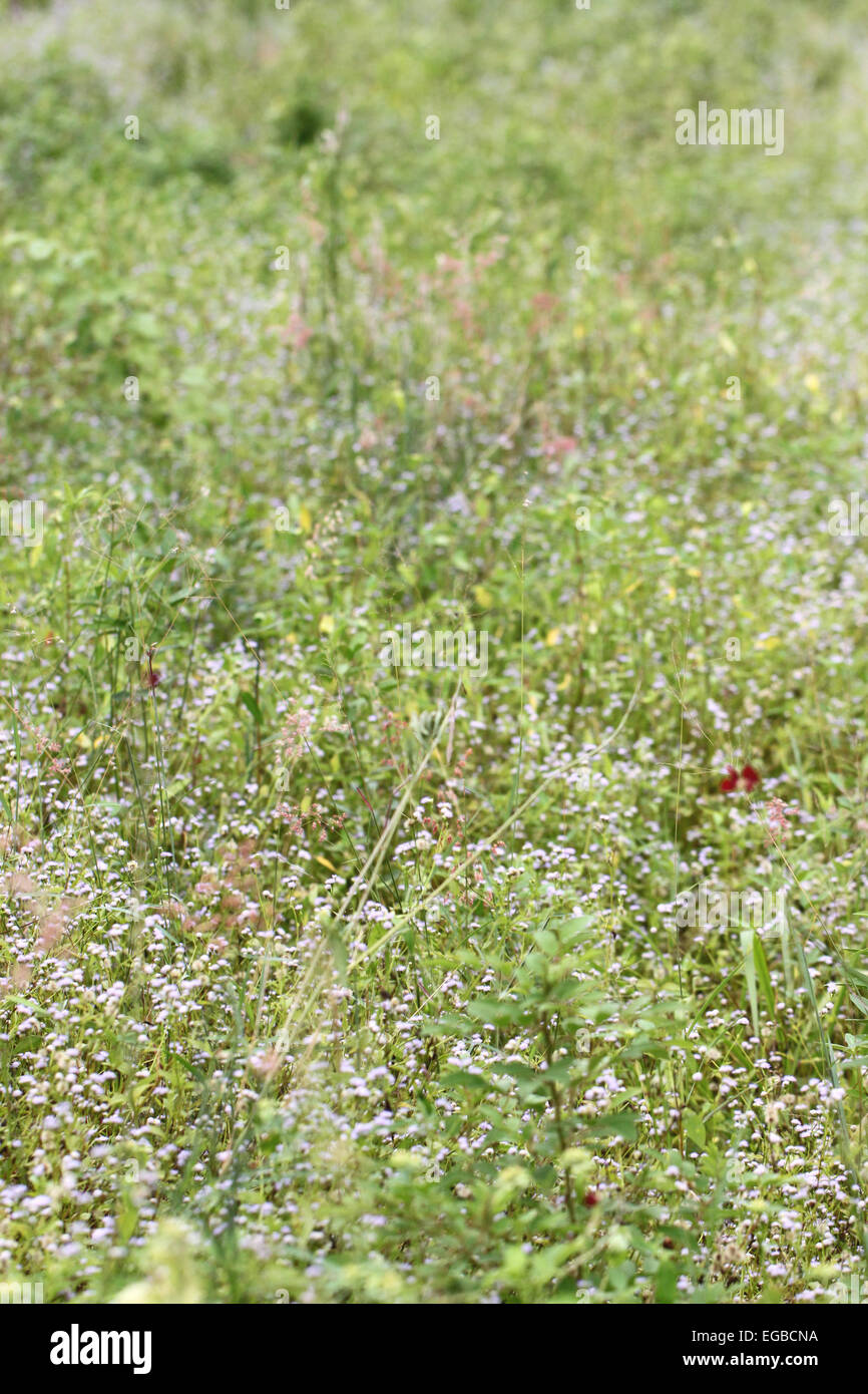 Bunte Blumen Rasen Wiese für natürlichen Hintergrund. Stockfoto