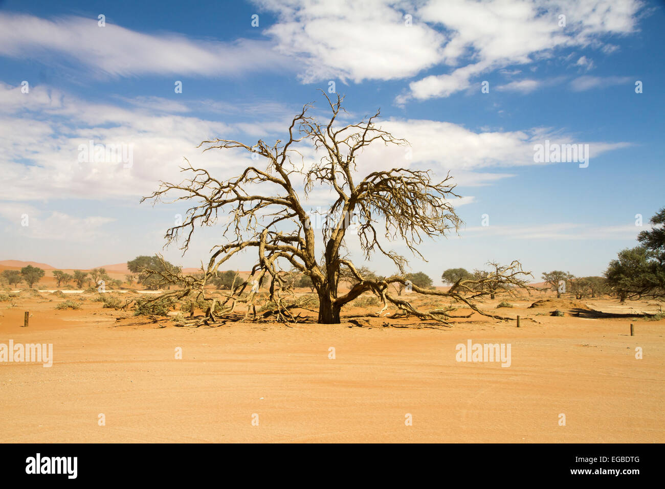 Toter Baum in der Wüste von Sossusvlei, Namibia Stockfoto