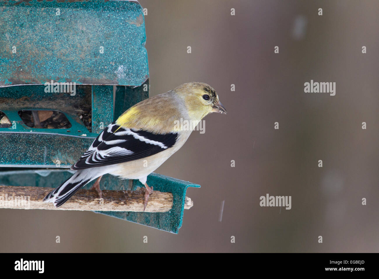Amerikanische Stieglitz (Spinus Tristis) in Erwachsenen-Zucht Gefieder, auf ein Futterhäuschen für Vögel im Winter. Stockfoto