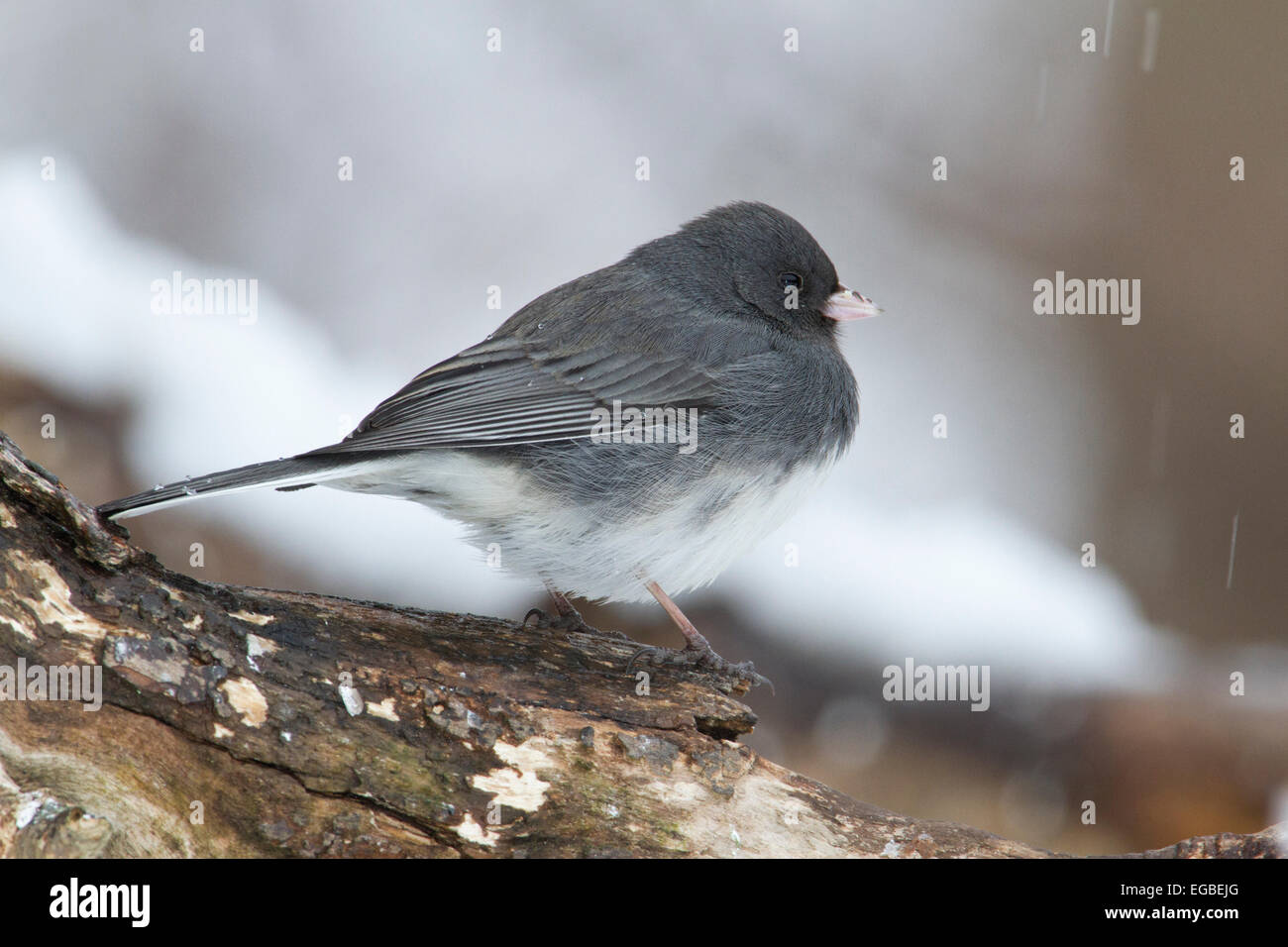 Dunkel-gemustertes Junco (Junco Hyemalis) Stockfoto