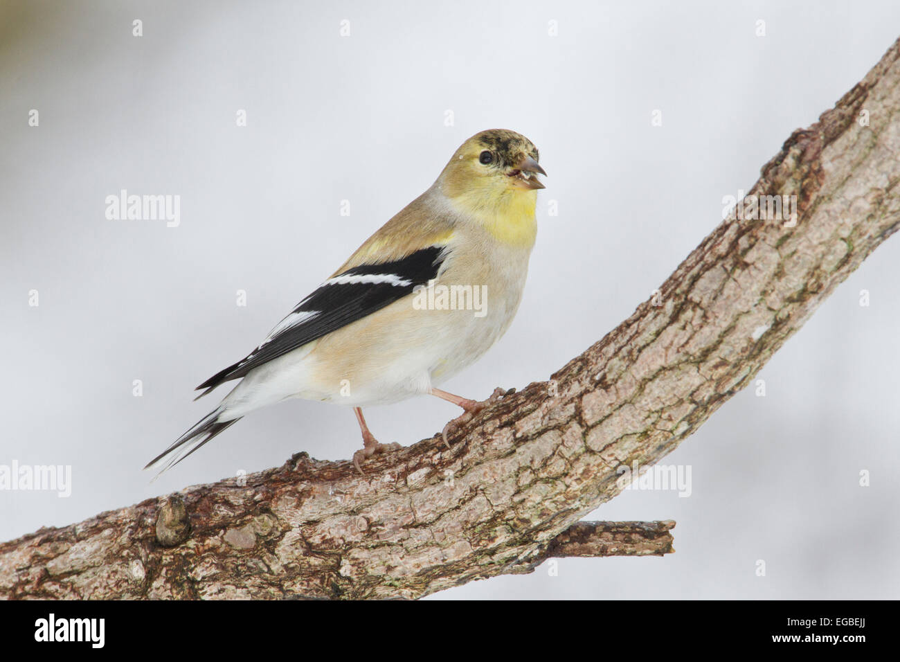 Amerikanische Stieglitz (Spinus Tristis) in Erwachsenen-Zucht Gefieder, auf einem Ast im Winter. Stockfoto