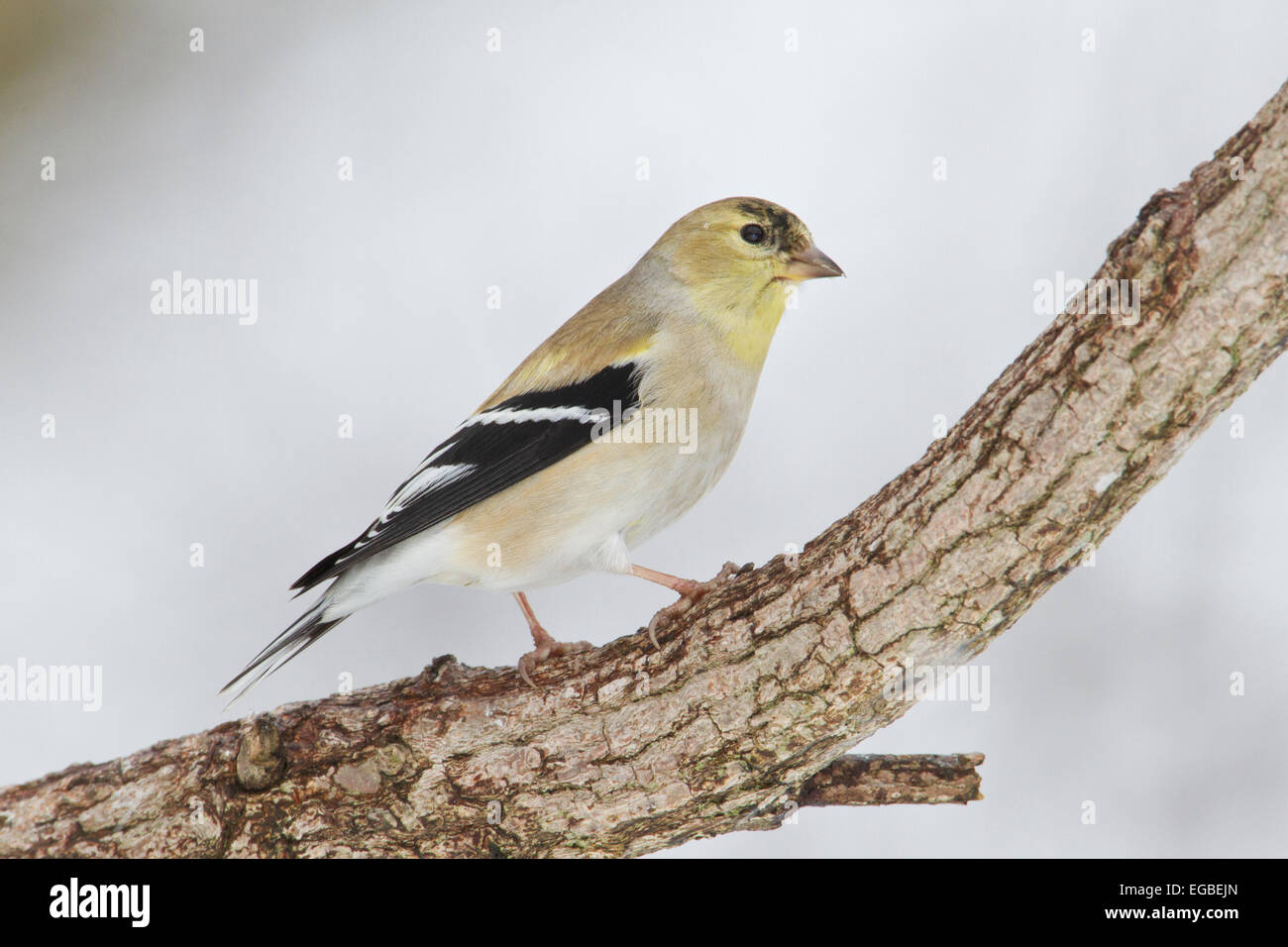Amerikanische Stieglitz (Spinus Tristis) in Erwachsenen-Zucht Gefieder, auf einem Ast im Winter. Stockfoto