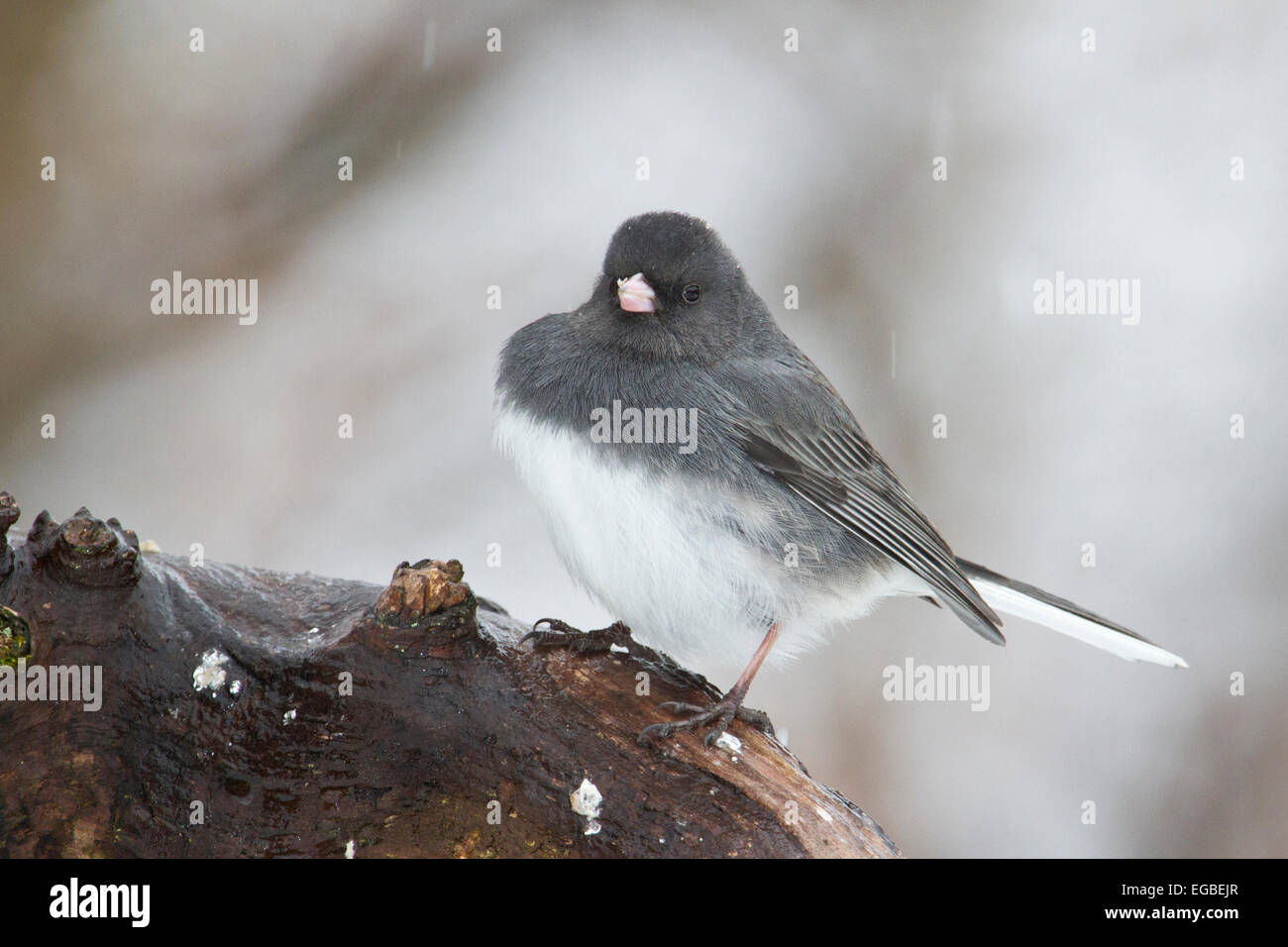 Dunkel-gemustertes Junco (Junco Hyemalis) Stockfoto