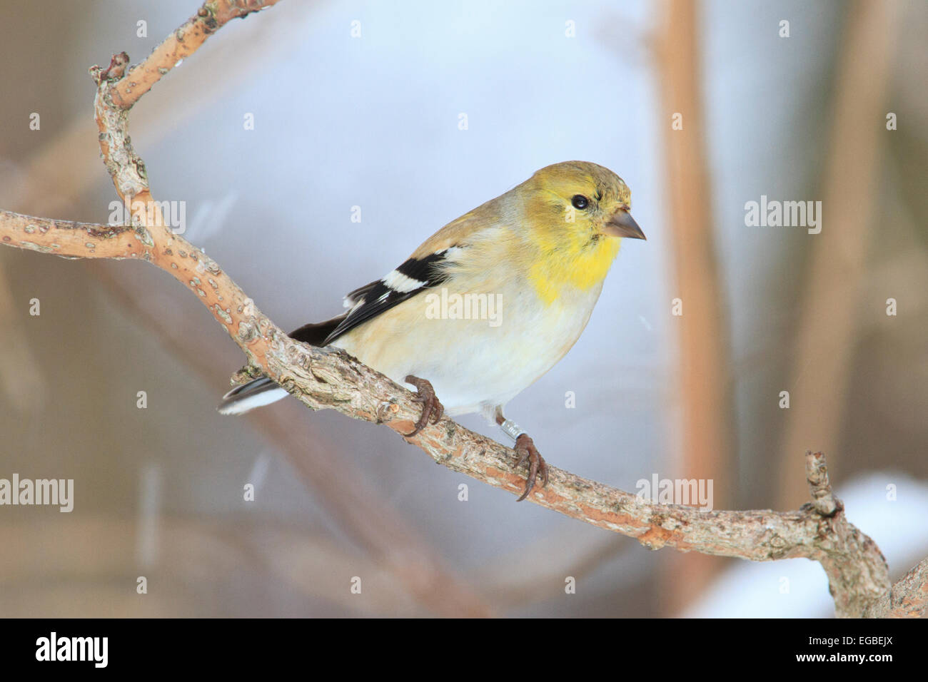 Amerikanische Stieglitz (Spinus Tristis) in Erwachsenen-Zucht Gefieder, auf einem Ast im Winter. Stockfoto