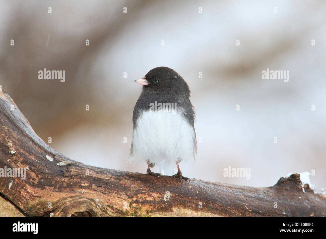 Dunkel-gemustertes Junco (Junco Hyemalis) Stockfoto