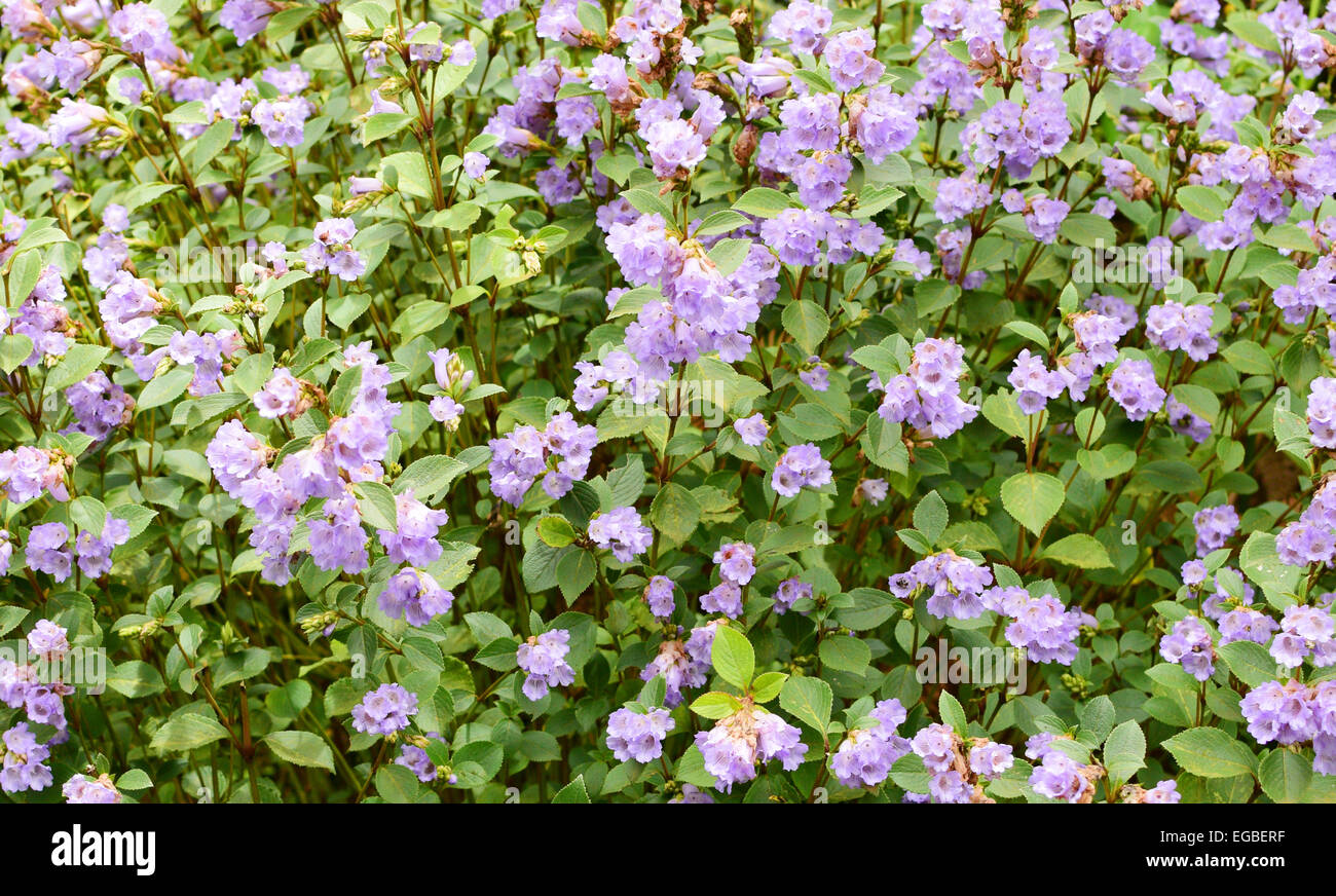 Strobilanthes Kunthiana Blumen in Munnar Kerala Indien Neelakurinji Blumen blühen Stockfoto