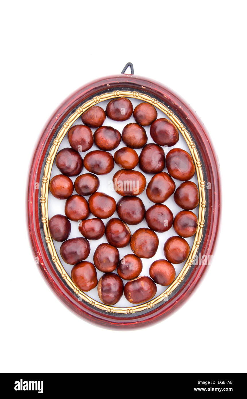 Conker Früchte Samen Chesnuts in hölzerne ovale Bilderrahmen isoliert auf weiss Stockfoto