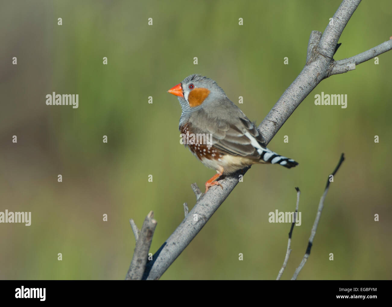 Zebrafinken (Taenopygia Guttata), Port Augusta, South Australia Stockfoto