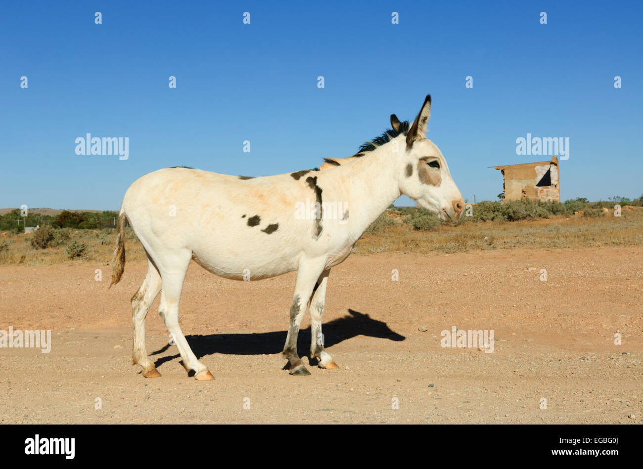 White Sisel Weisse esel -Fotos und -Bildmaterial in hoher Auflösung – Alamy