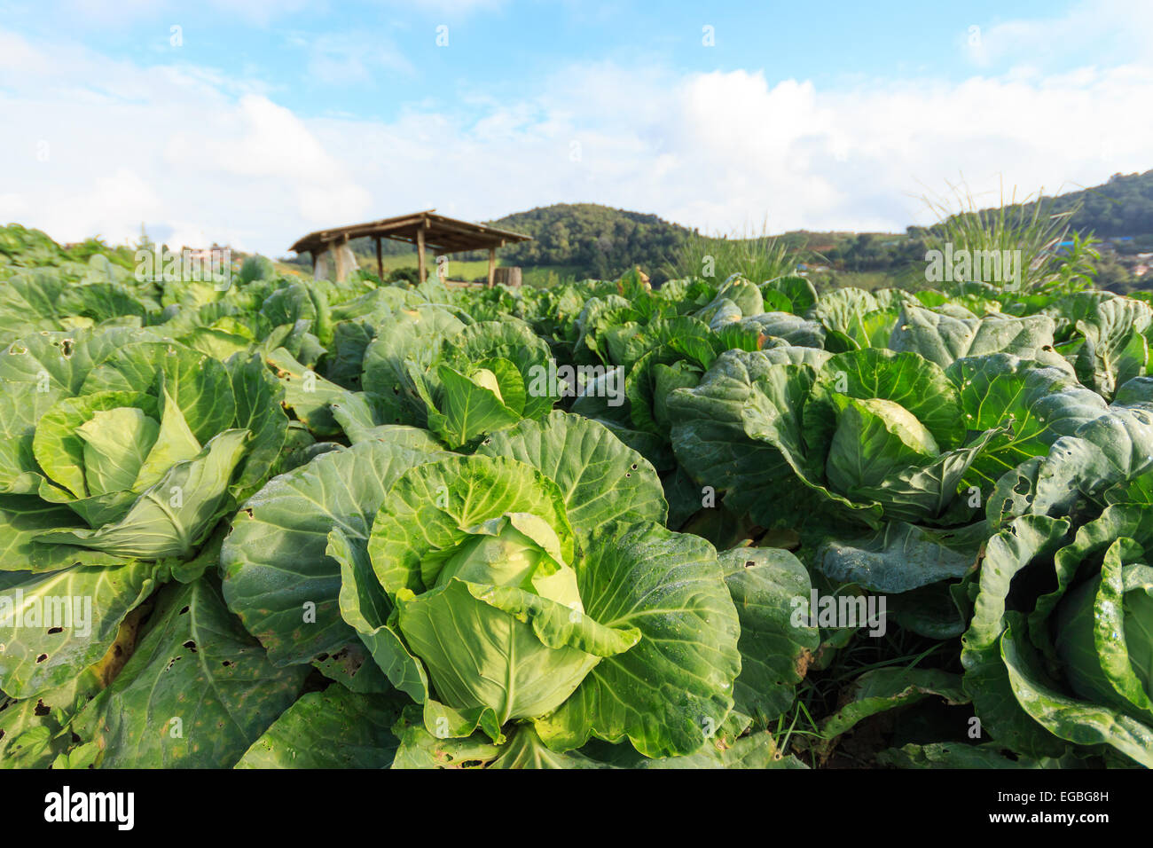 Krautgarten am Monjam Berg, Chiangmai, Thailand Stockfoto
