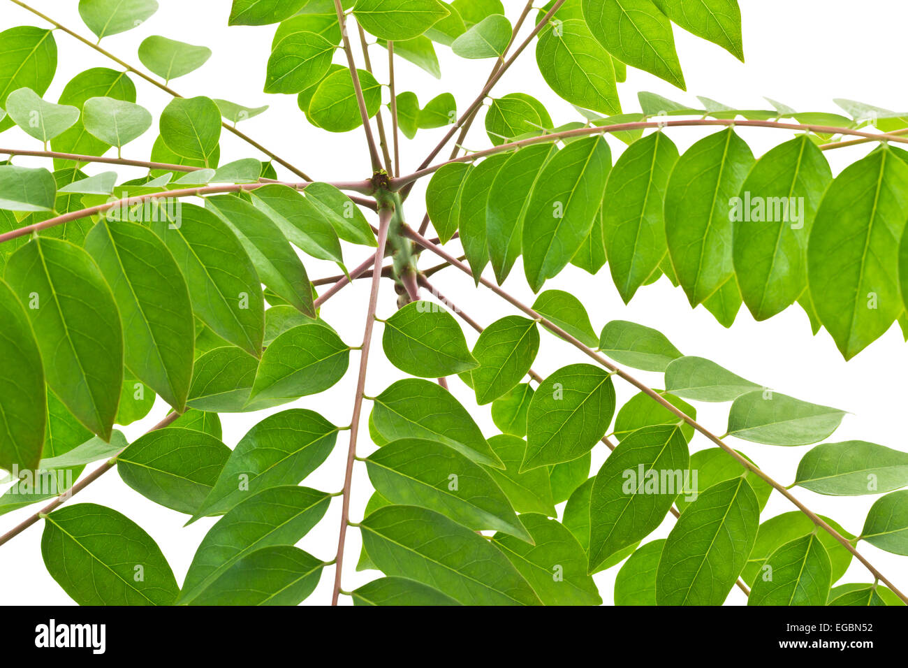 Grüne Sterne Stachelbeere Blättern auf weißem Hintergrund und Clipping-Pfad Stockfoto