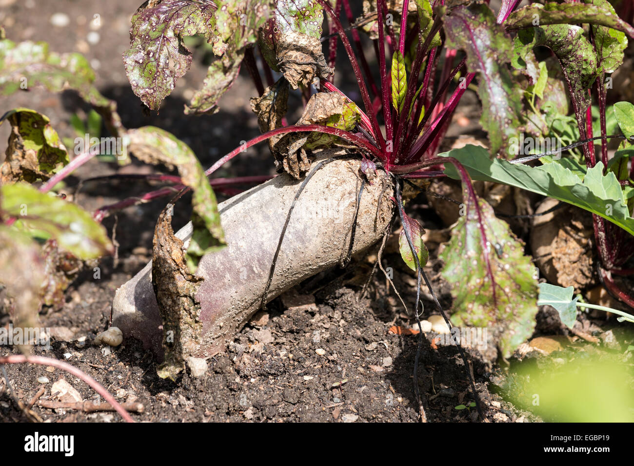 Rote beete im boden -Fotos und -Bildmaterial in hoher Auflösung – Alamy