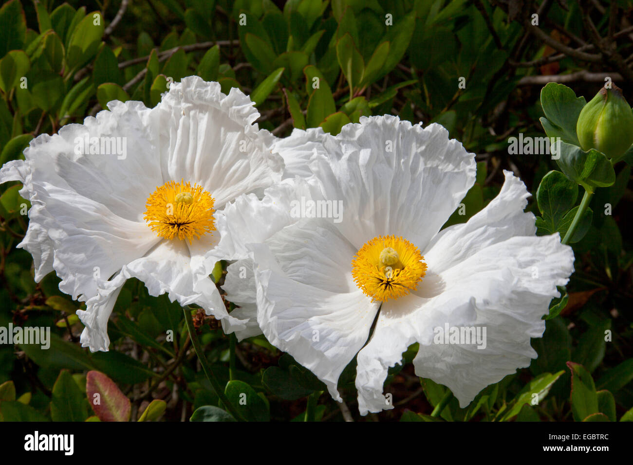 Romneya Coulteri (kalifornische Baum Mohn) in Sir Harold Hillier Gardens, Romsey, Hampshire, England, Großbritannien Stockfoto