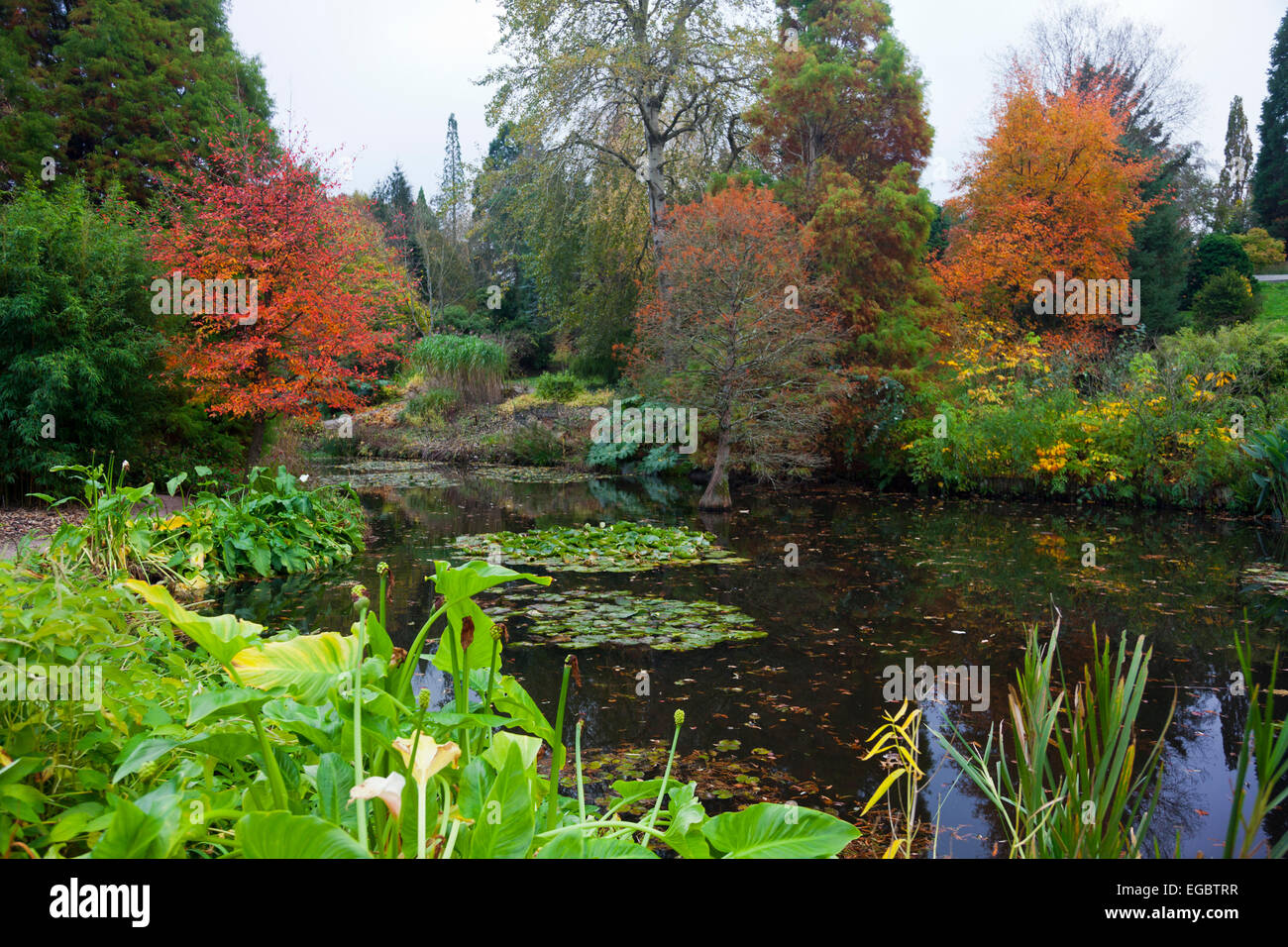 Herbst rund um den Teich an der Sir Harold hügeliger Gärten, Romsey, Hampshire, England, UK Stockfoto