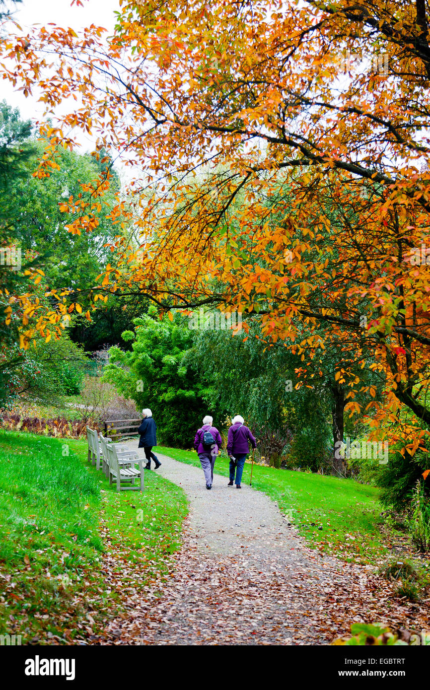 Herbstfärbung bei Sir Harold Hillier Gardens, Romsey, Hampshire, England, UK Stockfoto