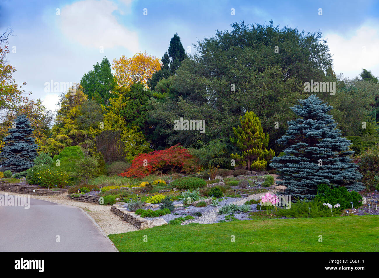 Herbst unter den Nadelbäumen an Sir Harold Hillier Gardens, Romsey, Hampshire, England, UK Stockfoto
