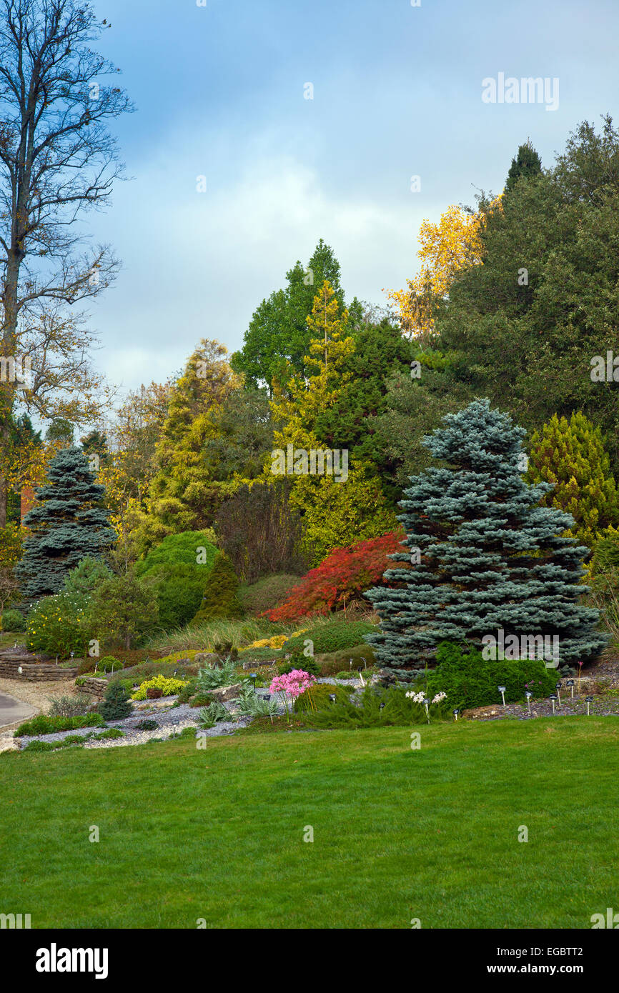 Herbst unter den Nadelbäumen an Sir Harold Hillier Gardens, Romsey, Hampshire, England, UK Stockfoto
