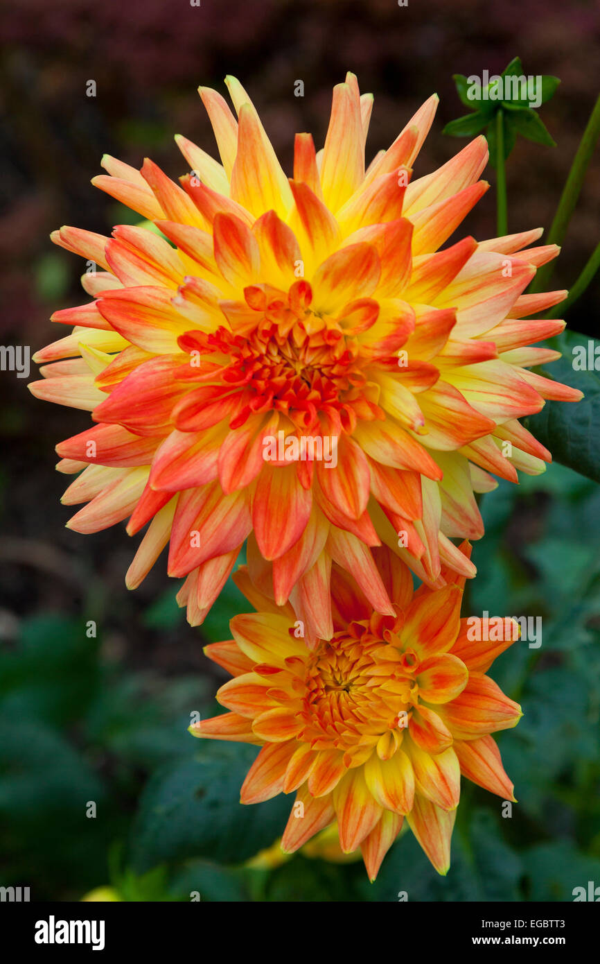 Herbst-Dahlie "Vectra" bei Sir Harold Hillier Gardens, Romsey, Hampshire, England, UK Stockfoto