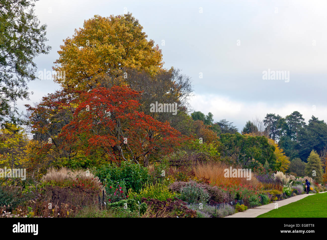 Herbstfärbung in der Centenary Grenze bei Sir Harold Hillier Gardens, Romsey, Hampshire, England, UK Stockfoto