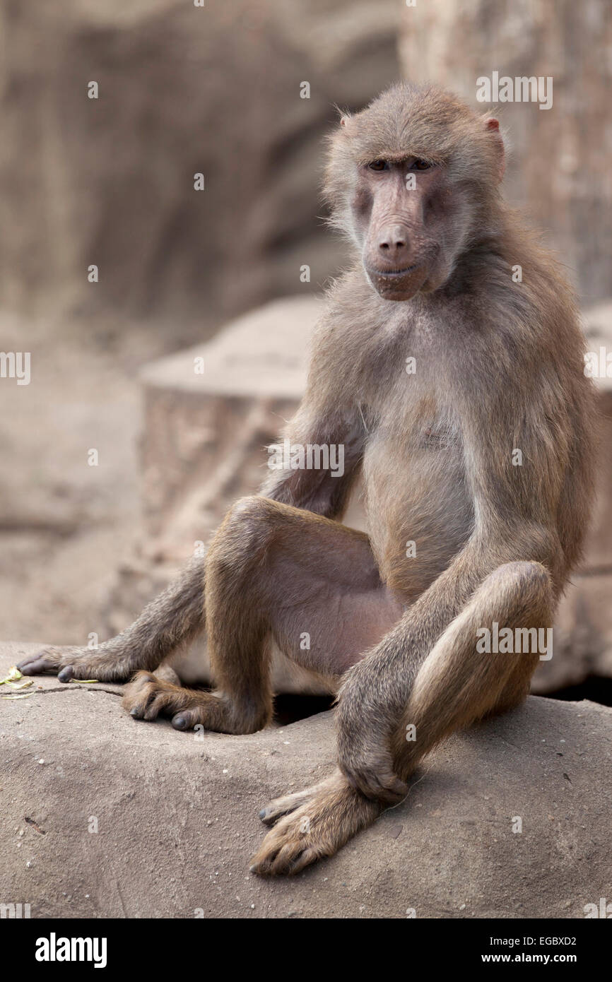 Affe sitzt auf einem Felsen Stockfoto