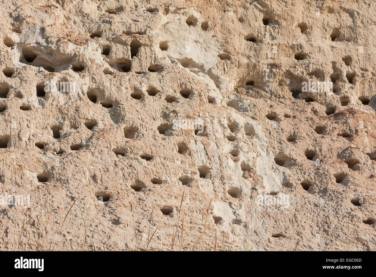 Schlucken Sie Nester in den Sand am Strand als Hintergrund Stockfoto