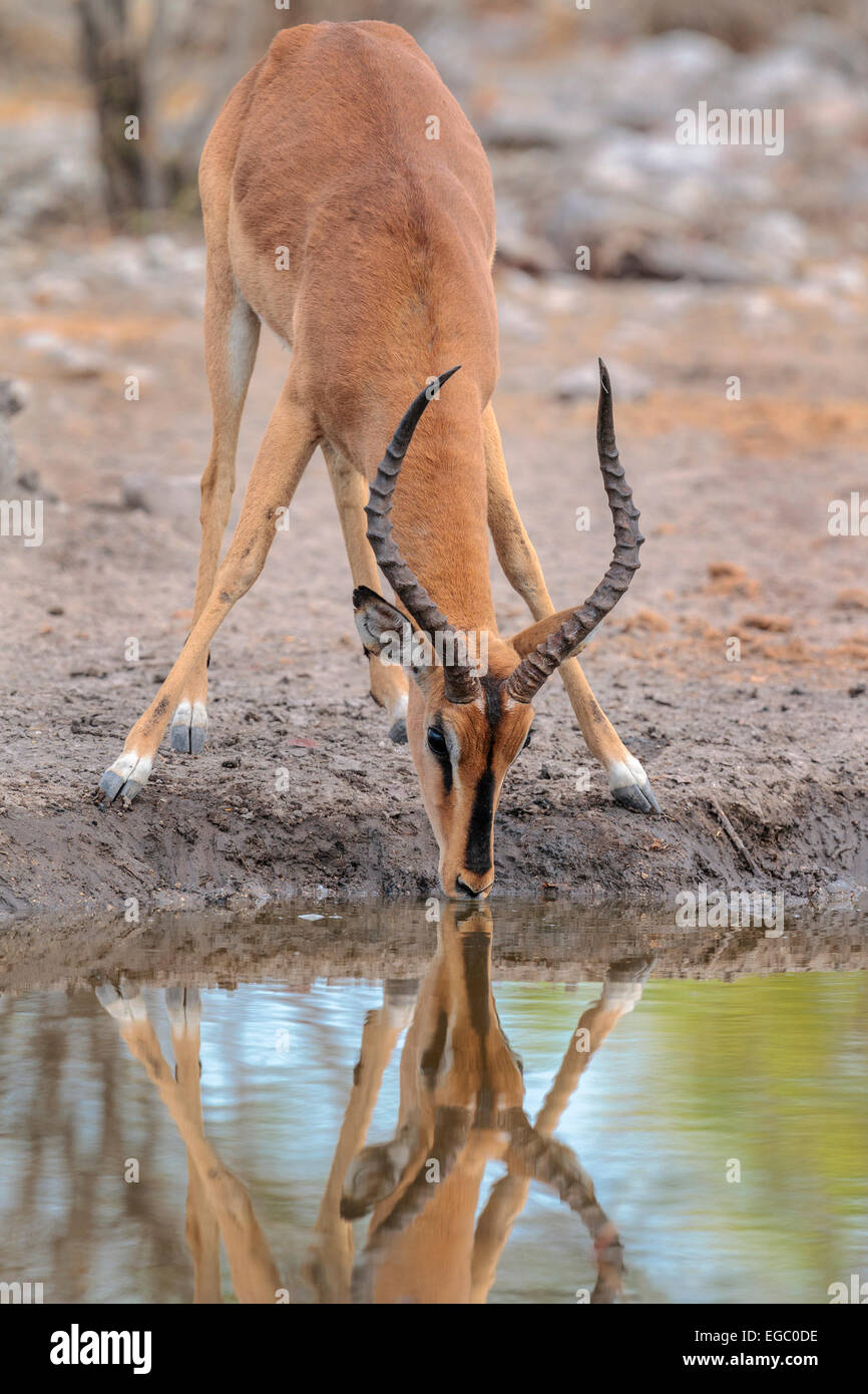 Eine schwarze konfrontiert Impala (Aepyceros Melampus Petersi) an einem Wasserloch im Etosha Nationalpark, Namibia. Stockfoto